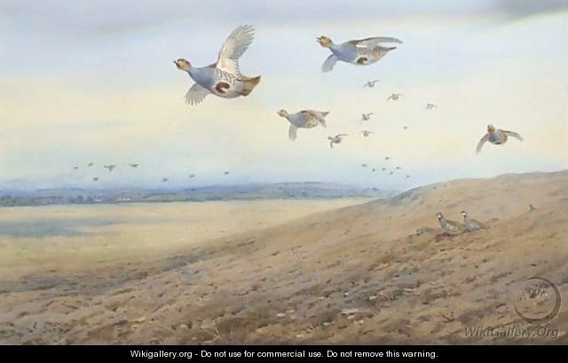 Partridge in flight 2 - Archibald Thorburn