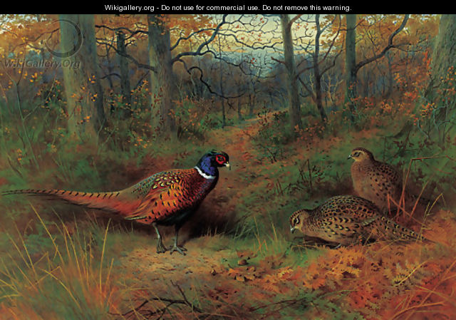 On the ride A cock and two hen pheasant in autumn - Archibald Thorburn