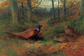 On the ride A cock and two hen pheasant in autumn - Archibald Thorburn