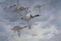 Mallard in flight - Archibald Thorburn