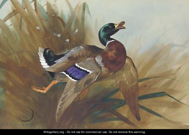 Mallard Duck - Archibald Thorburn