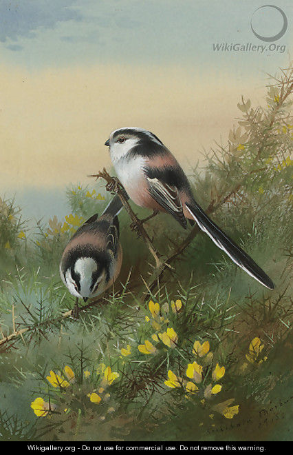 Long-tailed tits on gorse - Archibald Thorburn
