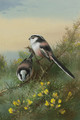 Long-tailed tits on gorse - Archibald Thorburn