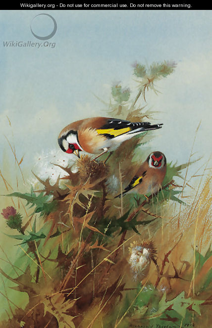 Goldfinches on thistledown - Archibald Thorburn