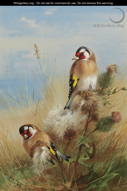 Goldfinches among thistles - Archibald Thorburn