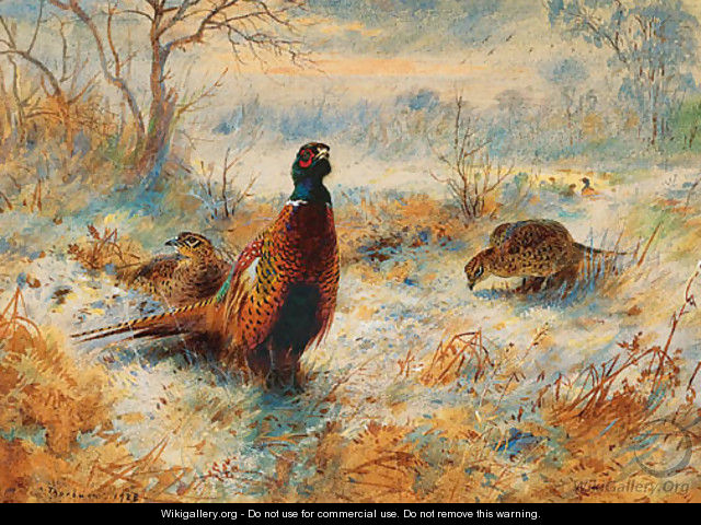 Frost at Sunrise Pheasant amongst bracken - Archibald Thorburn