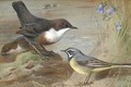Dippers and a grey wagtail on the bank of a stream - Archibald Thorburn