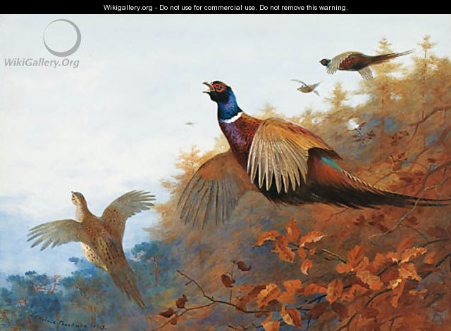 Breaking out of Cover Pheasant in flight - Archibald Thorburn