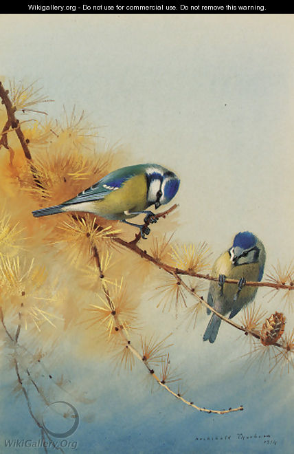 Blue Tits on the branch of a fir tree - Archibald Thorburn