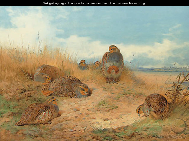 Basking in the noonday Sun A Covey of Grey Partridge - Archibald Thorburn