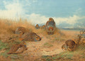 Basking in the noonday Sun A Covey of Grey Partridge - Archibald Thorburn