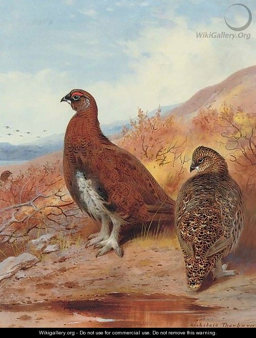 A pair of red grouse, in moorland - Archibald Thorburn