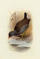 Water Hen or Moorhen, Gallinula Chloropus - Archibald Thorburn