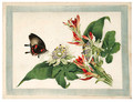 Flower and butterfly - Anglo-Chinese School