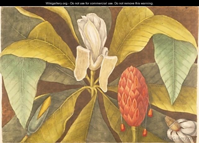 The Magnolia - Mark Catesby