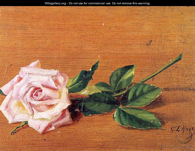 Rose 1887 - Ferenc Martyn