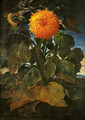 Sunflower - Bartolommeo Bimbi