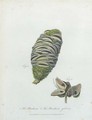 The Banksia - The Banksia Gibbosa - Frederick P. Nodder