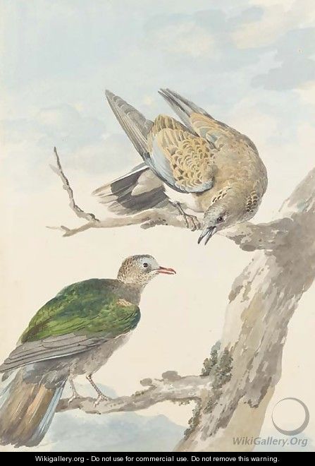 Two Turtle Doves on a tree - Aert Schouman