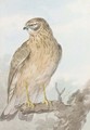 An Sparrowhawk on a branch, looking to the left - Aert Schouman