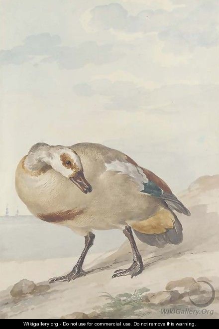 An Egyptian Goose on the shore - Aert Schouman