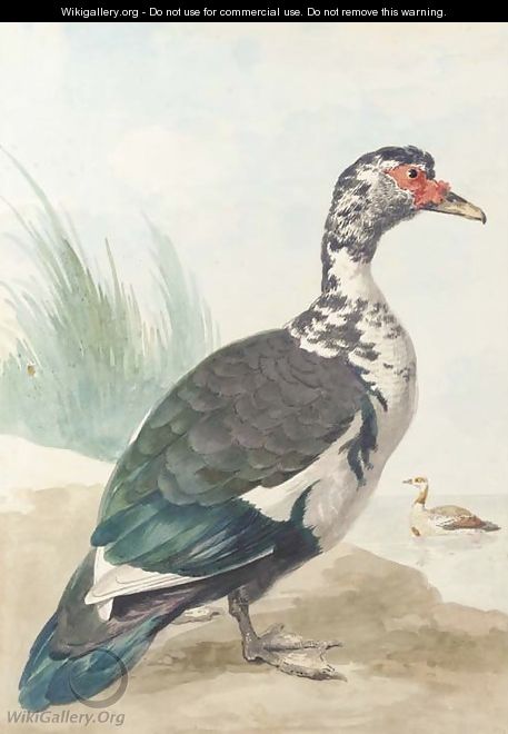A West Indian goose by a pond - Aert Schouman