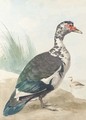 A West Indian goose by a pond - Aert Schouman