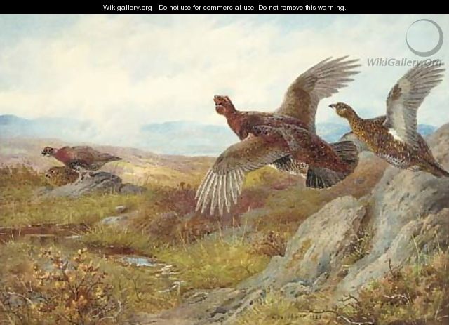 Pheasant - Archibald Thorburn