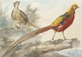 A Golden Pheasant standing on a log with a female pheasant and her chicks behind - Aert Schouman