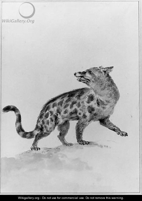 A Civet, looking backwards - Aert Schouman