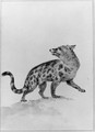 A Civet, looking backwards - Aert Schouman