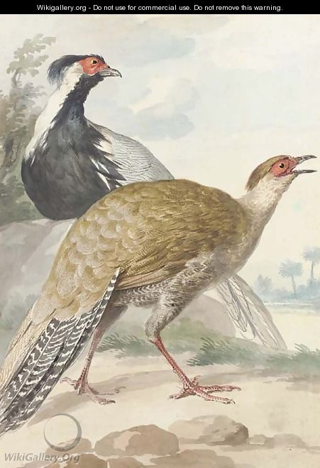 A brace of Pheasants, cock and hen - Aert Schouman