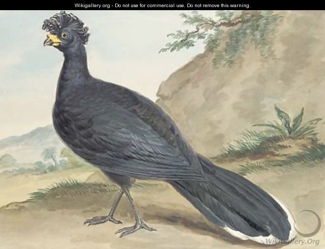 A black Crownbird - Aert Schouman