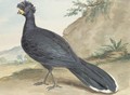 A black Crownbird - Aert Schouman