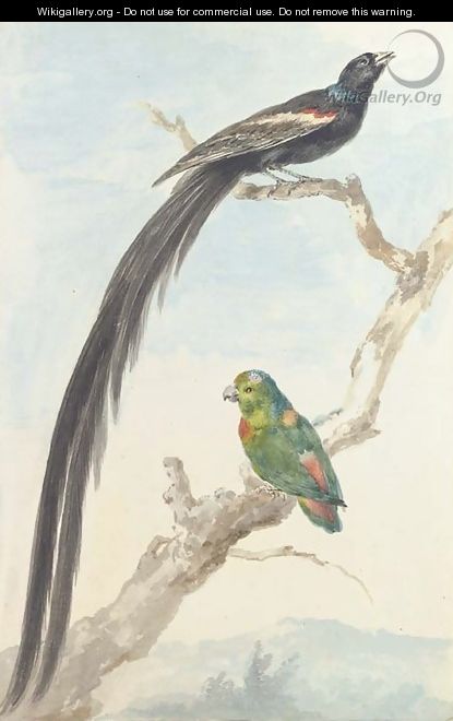 A Bird of paradise and a Parokeet - Aert Schouman