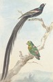 A Bird of paradise and a Parokeet - Aert Schouman