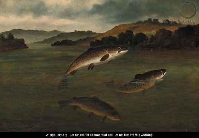 Trout rising - A. Roland Knight