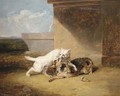 A dog-fight - Abraham Cooper