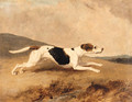 An Old Surrey and Burstow Foxhound - Abraham Cooper
