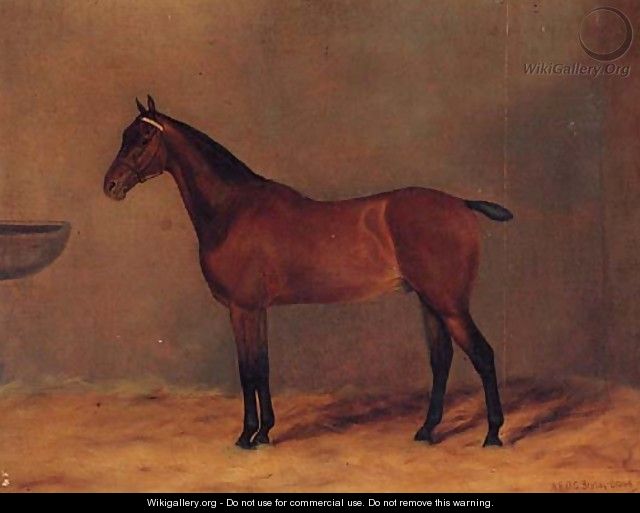 Bay Rum, a bay Hunter in a Stable - G. Stirling-Brown