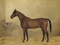 Mr Stary, a bay hunter in a stable - G. Stirling-Brown