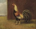 A game cock - (after) Henry Thomas Alken
