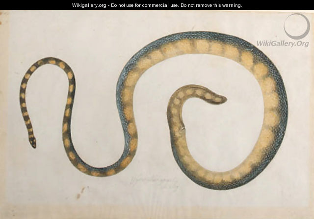A snake - Franz Anton von Scheidel