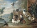 A peacock, a cockeral, hens and pigeons in a wooded clearing - (after) Marmaduke Cradock