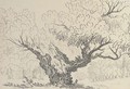 Study of an oak tree, Hyde Park - (after) John Claude Nattes