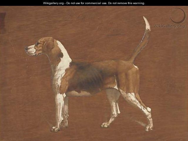 Wallflower, a hound from the North Warwickshire Hunt - Basil J. Nightingale