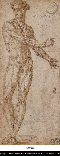 Study of a male nude - Baccio Bandinelli