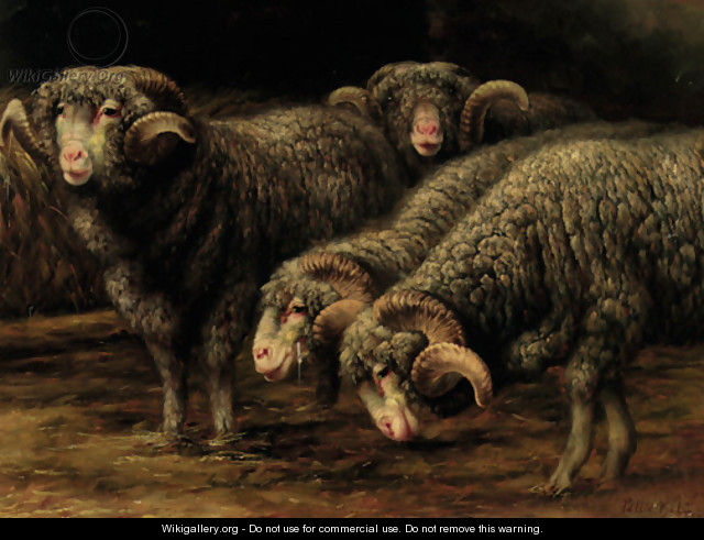 Ewes grazing - Bela Pallik