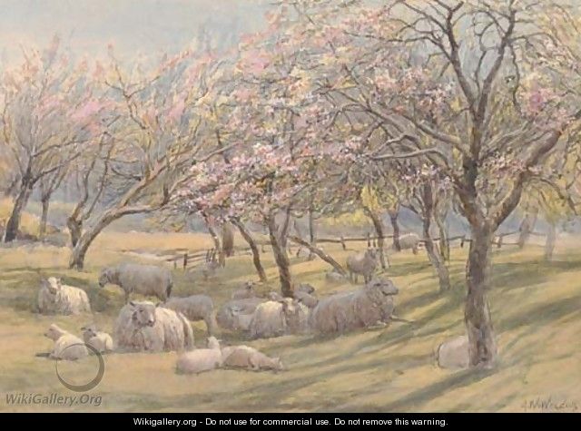 Sheep resting in the shade of an apple orchard - Augustus Watford Weedon