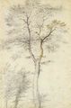 Study of trees and two saplings - Fra Bartolommeo della Porta